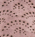 GENTLE SOULS - Talerie Perforated Wrap Wedge - Image 7